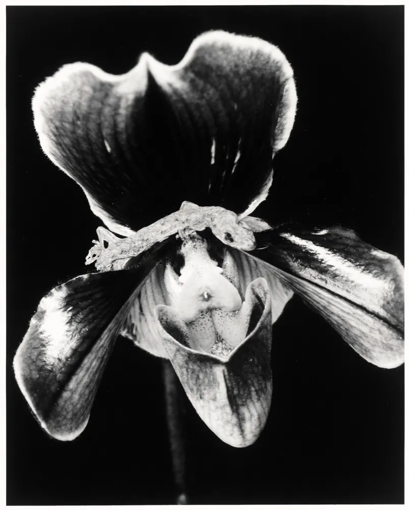 Multiplo Araki - Flower