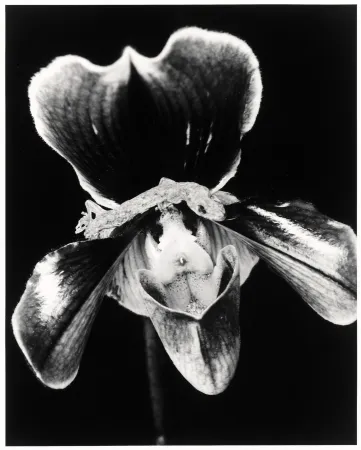 Multiplo Araki - Flower