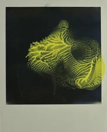 Multiplo Araki - Untitled 6