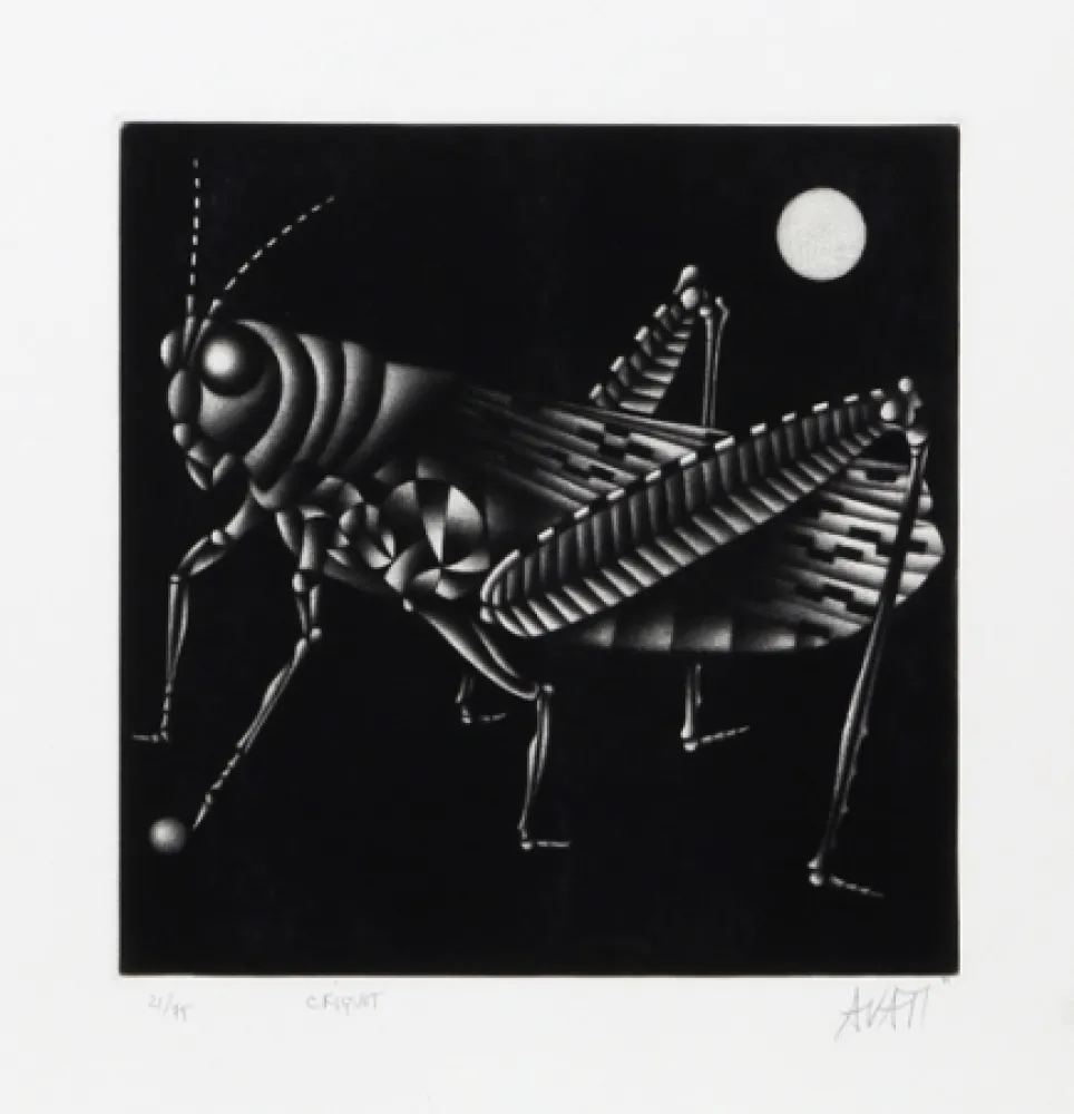 Maniera Nera Avati - Criquet