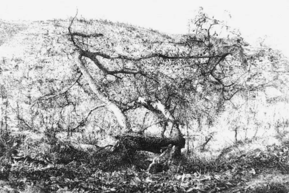 Acquaforte Barbisan - Il castagno morto