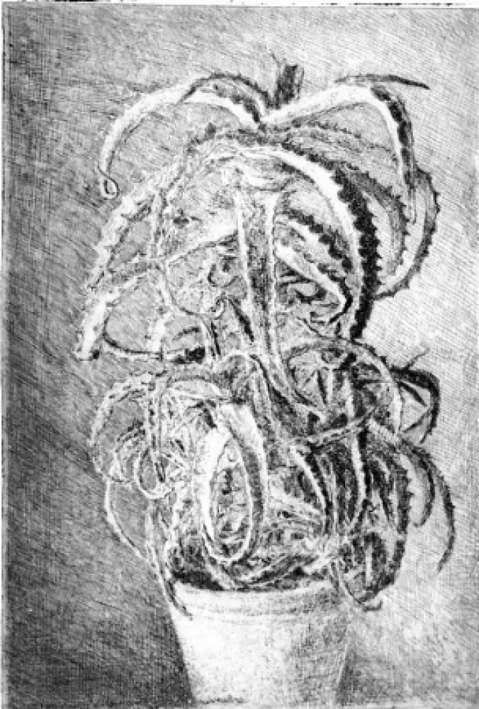 Acquaforte Barbisan - Pianta grassa