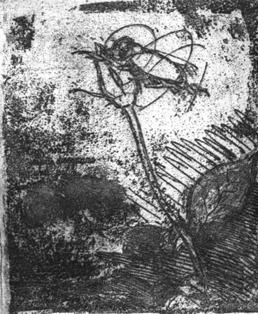 Acquaforte Bartolini - La rosa