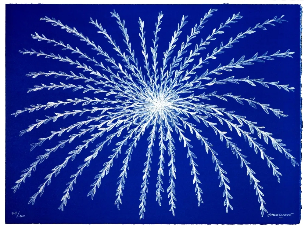 Litografia Baudelocque - Etoile végétale