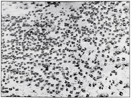 Fotografie Beard - 965 Elephants, 