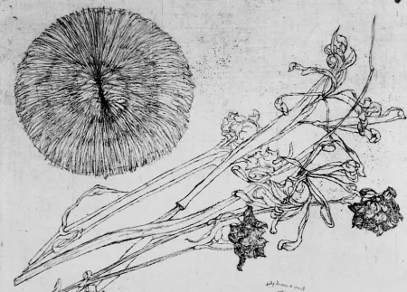 Acquaforte Biasion - Riccio e fiori