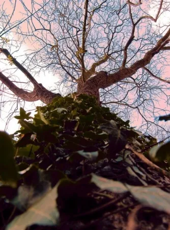 Fotografie Bohorquez - Arbol