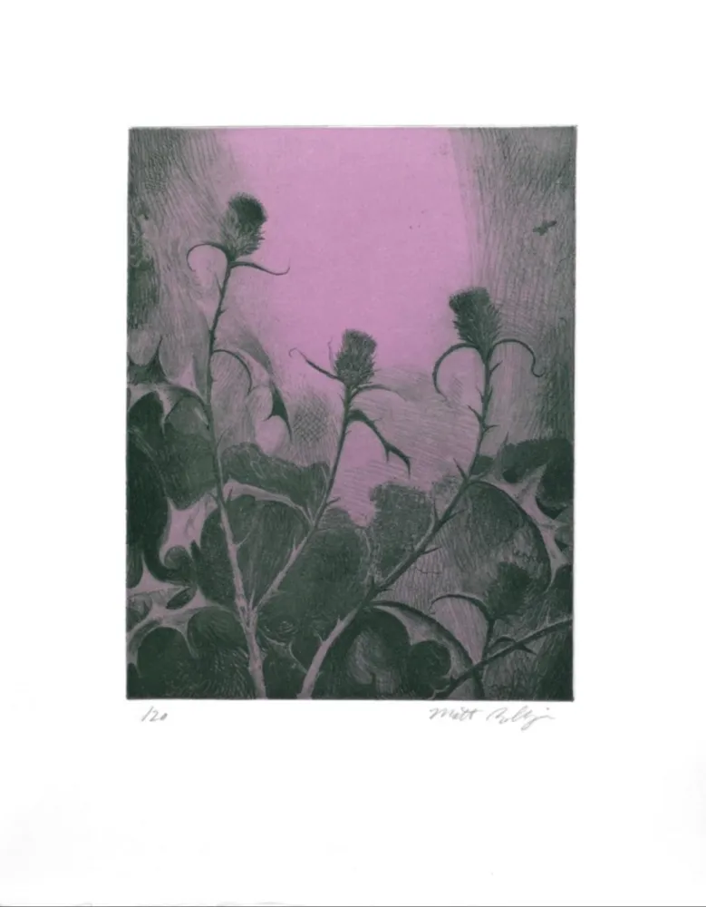 Incisione Bollinger - Dusk Thistle