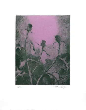Incisione Bollinger - Dusk Thistle