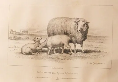 Libro Illustrato Bonheur - Considérations sur les bêtes à laine au milieu de XIXe siècle, et notice sur la race de la charmoise