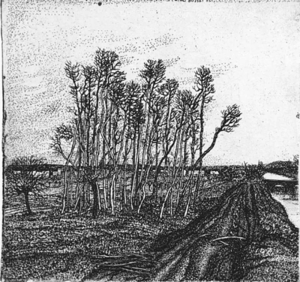 Acquaforte Bozzetti - Il boschetto lungo l'argine (II versione)