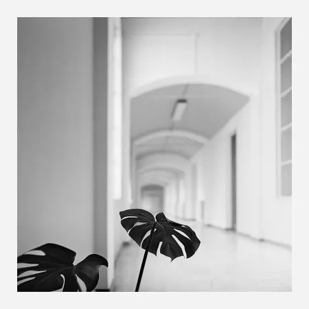 Fotografie Canovas - ACHING PLANTS - 2