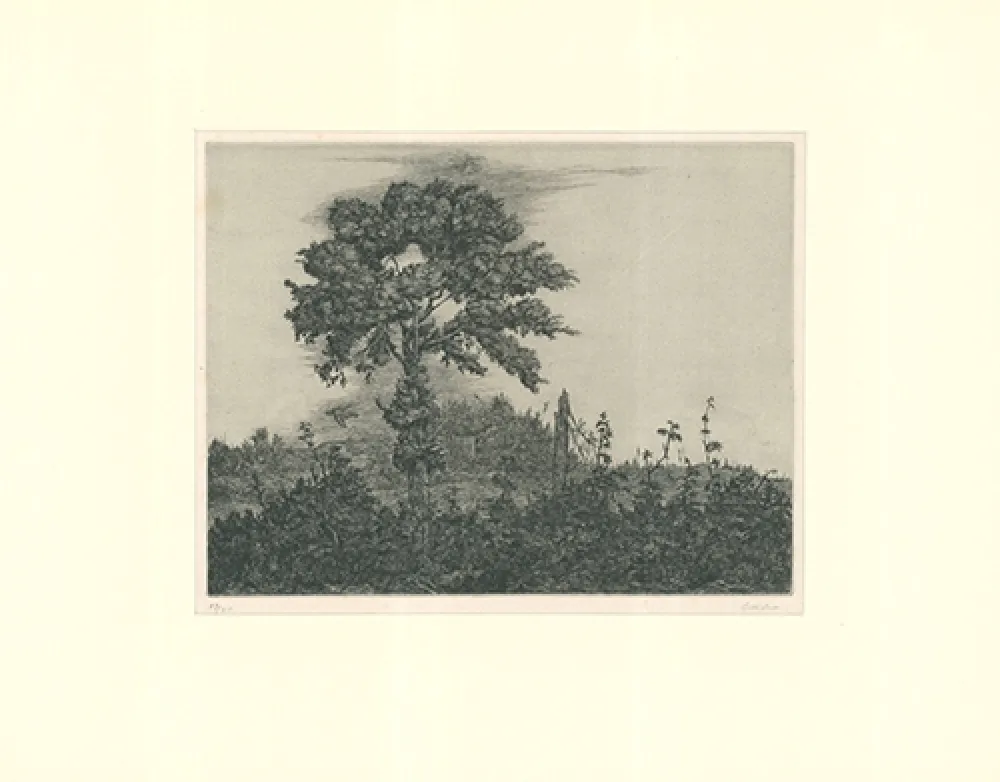 Incisione Coester - Einzelner Baum