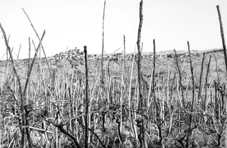 Acquaforte Cotugno  - Rovescala