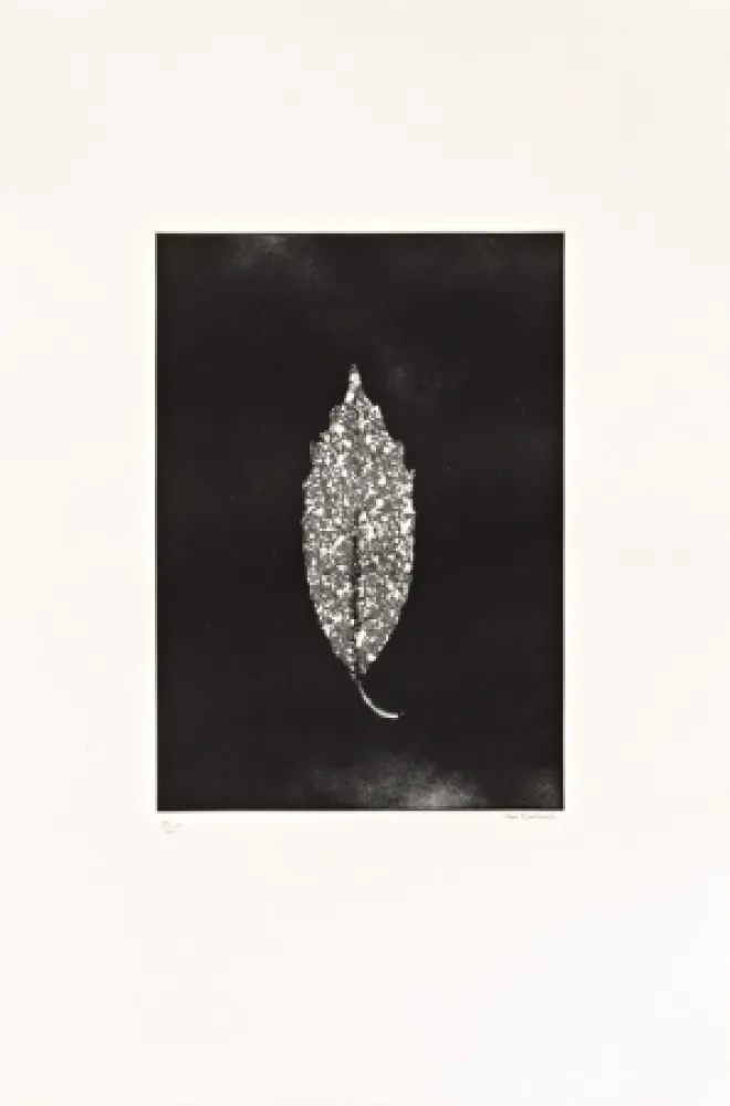 Acquaforte Couturier - Aucuba