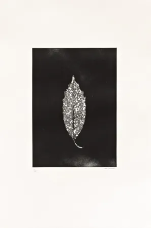 Acquaforte Couturier - Aucuba