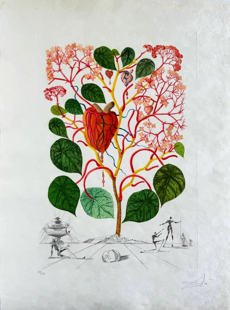 Punta Secca Dali - Begonia (Anacardium recordans)