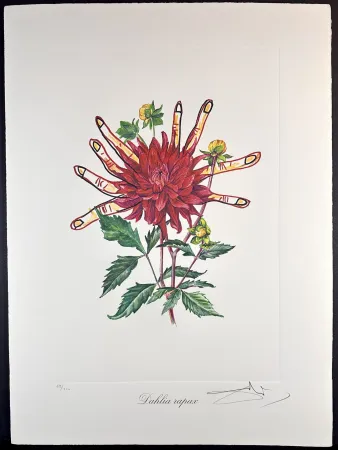 Incisione Dali - Florals Dahlias of Dali
