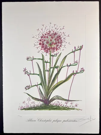 Incisione Dali - Florals Desert Cactus