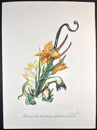 Incisione Dali - Florals Elephant Lily