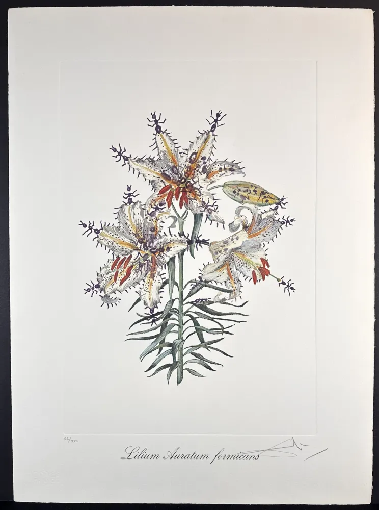 Incisione Dali - Florals Erotic Lily