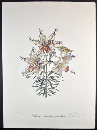 Incisione Dali - Florals Erotic Lily