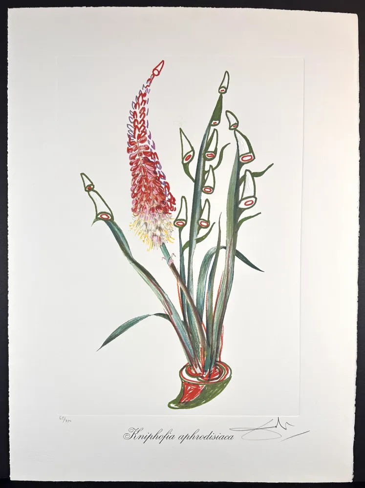 Incisione Dali - Florals Rhinoceros Stock