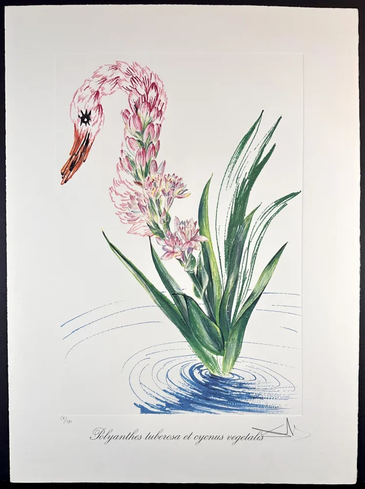 Incisione Dali - Florals Water-Hybiscus Swan