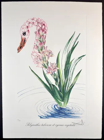 Incisione Dali - Florals Water-Hybiscus Swan