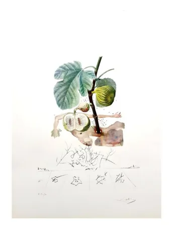 Incisione Dali - Flordali - Homme Figuier