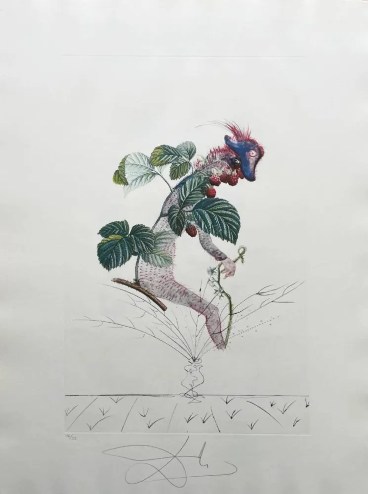 Litografia Dali - Framboisier (Raspberry Bush)