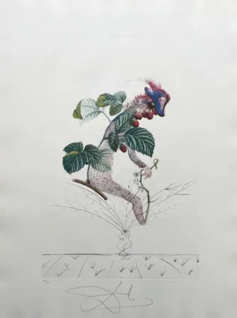 Litografia Dali - Framboisier (Raspberry Bush)