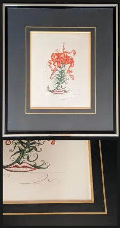 Incisione Dali - Hand-Signed Engraving-Tiger Lilies / Lilium Aurancacium et labra barocantia, 1972 - Hand-signed by Dali lower right, 1972