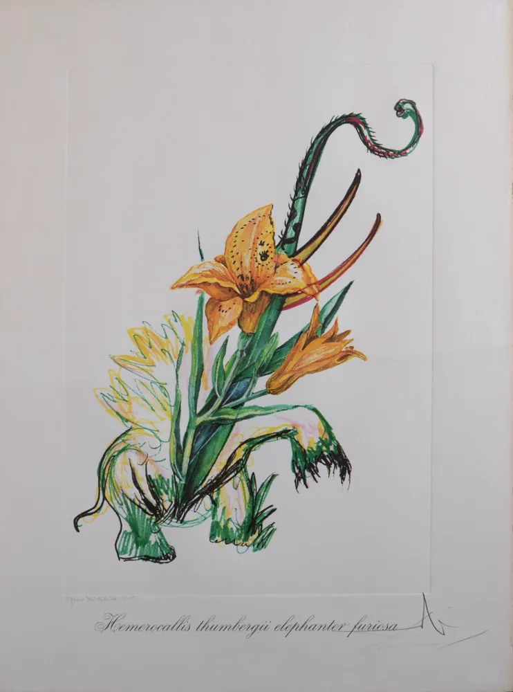 Multiplo Dali - Hemerocallis thumbergii elephanter furiosa, 1972 - Hand-signed!