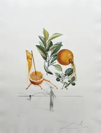 Litografia Dali - Pamplemousse érotique (Erotic Grapefruit)