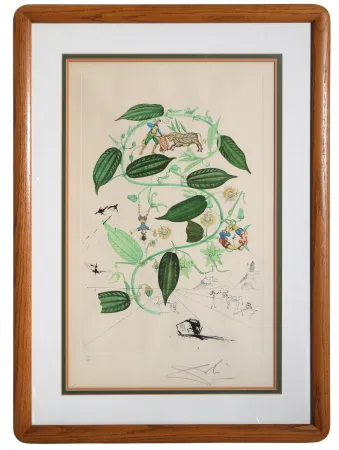 Incisione Dali - Passiflora Laurigera