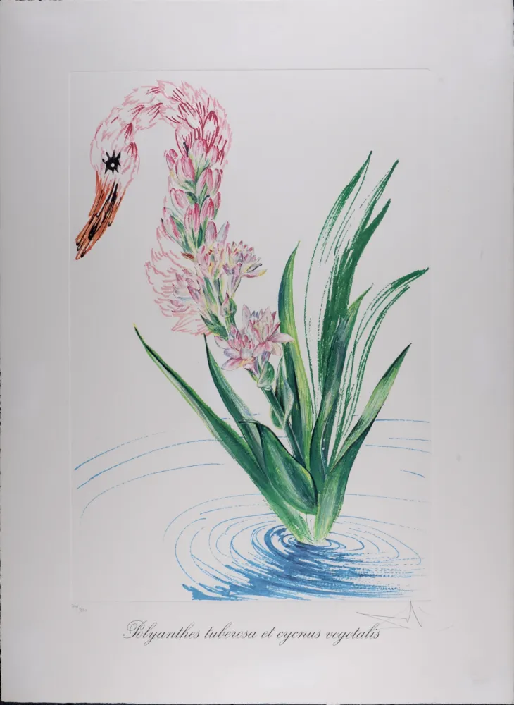 Rotocalcografia Dali - Polyanthes tyberosa et cygnus vegetalis