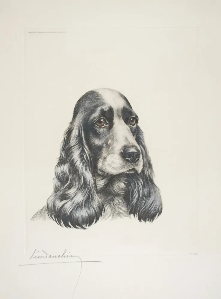 Acquaforte Danchin - 23 Tête de Cocker femelle - Black and white Cocker Spaniel head (Original)