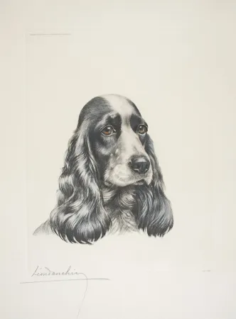 Acquaforte Danchin - 23 Tête de Cocker femelle - Black and white Cocker Spaniel head (Original)