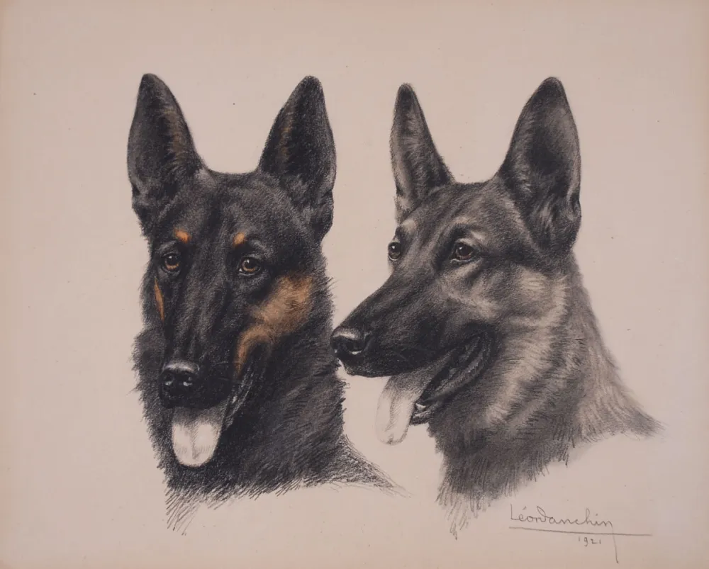 Non Tecnico Danchin - Deux têtes de Berger Belge Malinois - Two Belgian Shepherd Malinois heads