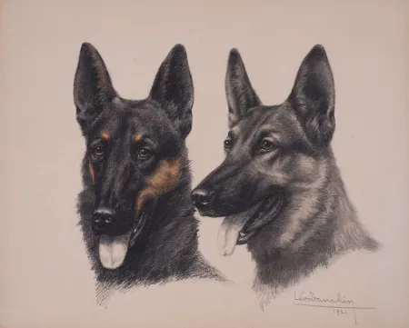 Non Tecnico Danchin - Deux têtes de Berger Belge Malinois - Two Belgian Shepherd Malinois heads