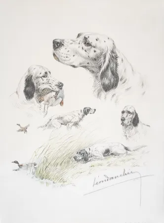 Litografia Danchin - English Setter study - Etudes de Setter Anglais