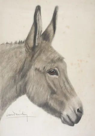 Non Tecnico Danchin - Tête de baudet