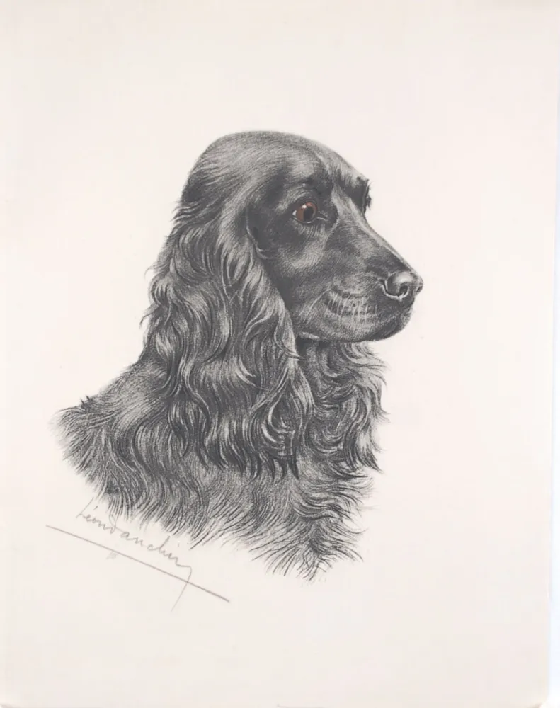 Acquaforte Danchin - Tête de Cocker noir male - Black Cocker Spaniel head (Original)