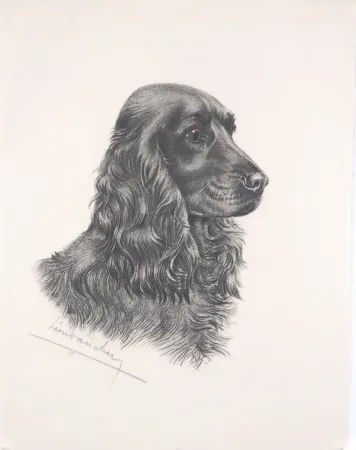 Acquaforte Danchin - Tête de Cocker noir male - Black Cocker Spaniel head (Original)