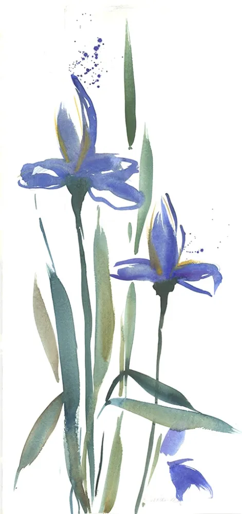 Non Tecnico Decker-Kern - Iris