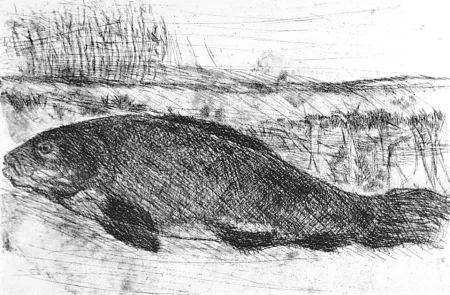 Acquaforte Della Torre - La tinca