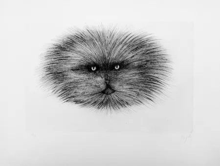 Punta Secca D'ho - Chat gris