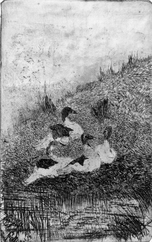 Acquaforte Fattori - Le anatre