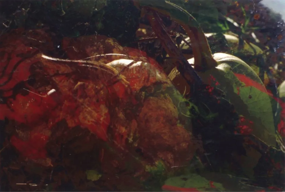 Fotografie Fischli - Ohne Titel (FW Funghi 19), 1998. Aus der Serie „Blumen und Pilze“.